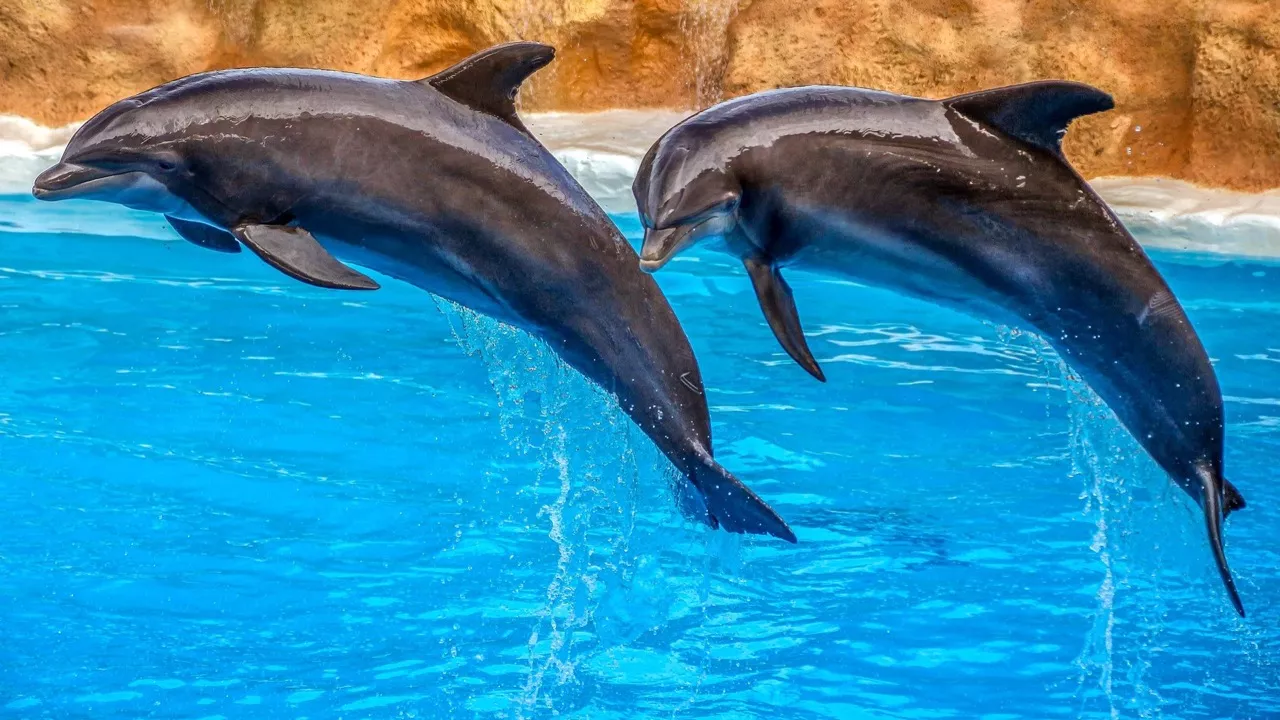 Les dauphins au centre des débats Les dauphins au centre des débats