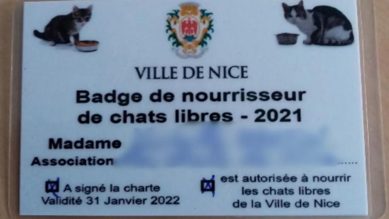 A Nice, les nourrisseurs de chats errants ont leur carte officielle !