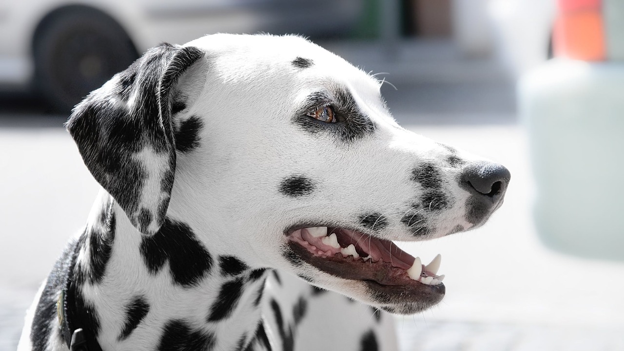Selon une étude scientifique, le plus beau chien du monde serait le  dalmatien 