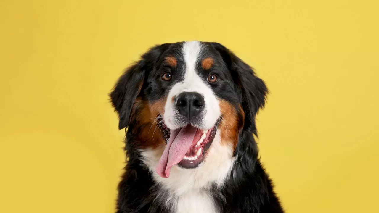 Ces aliments toxiques et dangereux pour votre chien !