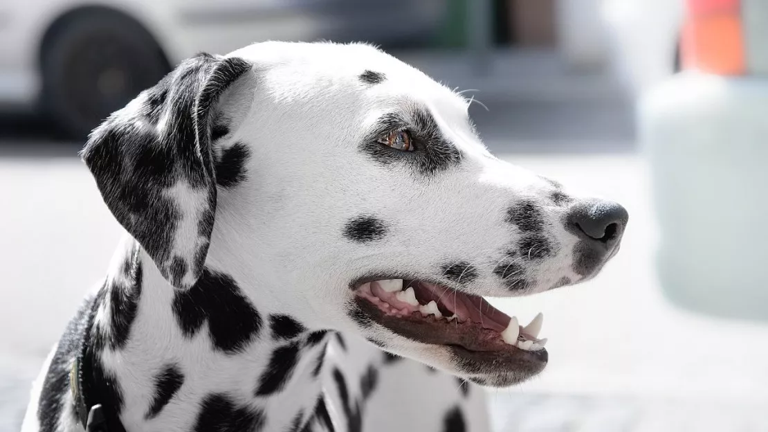 Une étude dévoile quelle est la plus belle race de chien au monde !