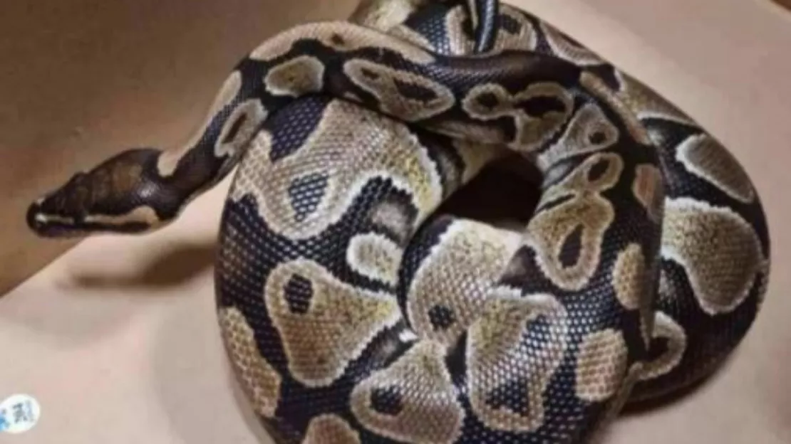 La police trouve un python lors d'un contrôle d'identité à Nice-ouest