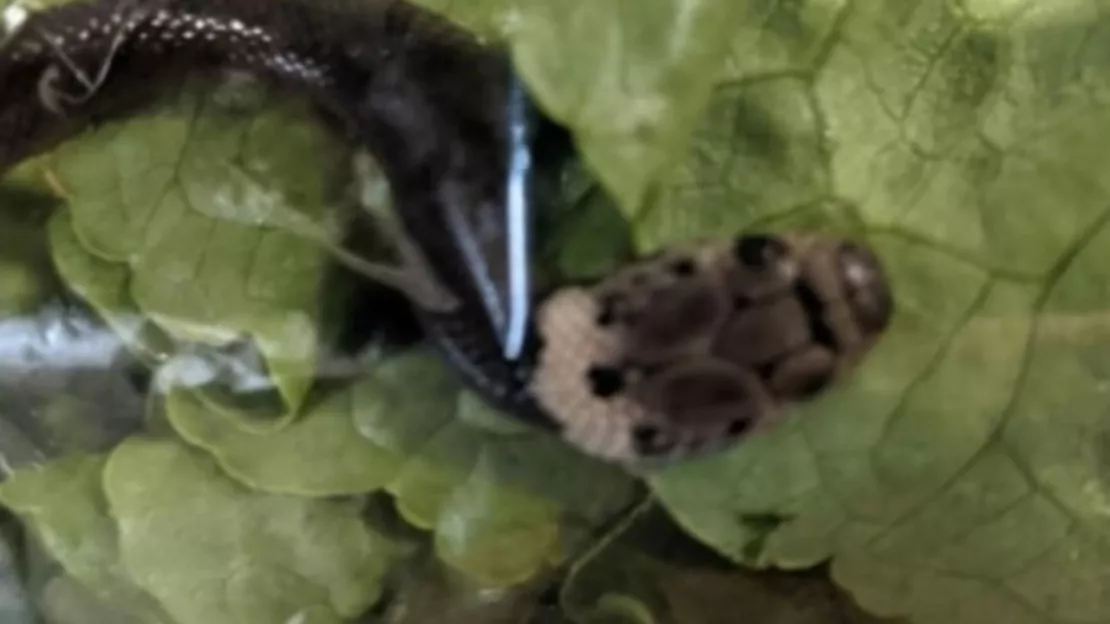 Insolite - Un serpent découvert dans un paquet de laitue ! (vidéo)
