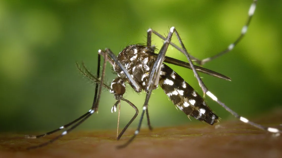 Comment les Niçois se battent contre les moustiques