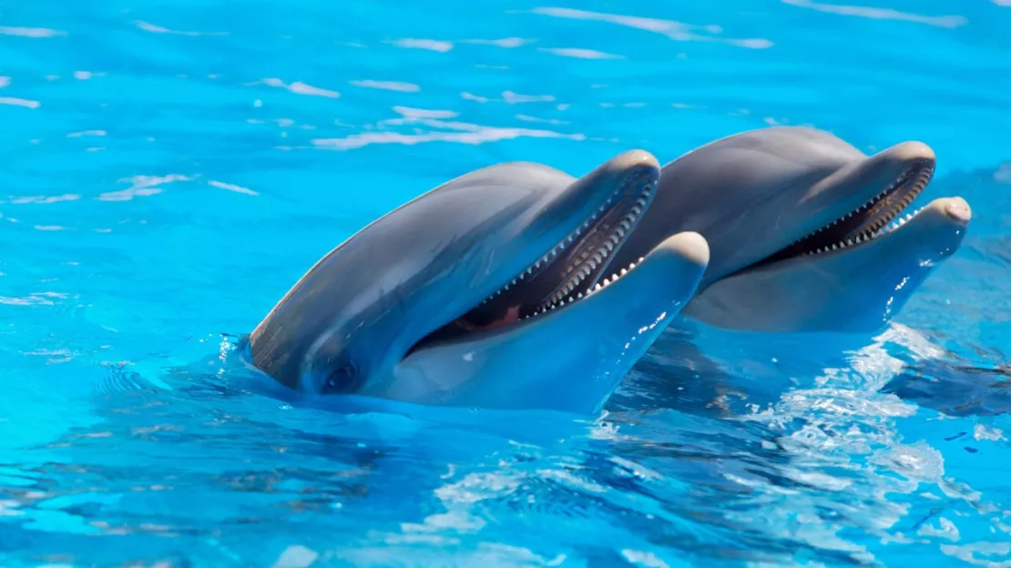 Marineland : le Sénat refuse de voter la fin des delphinariums