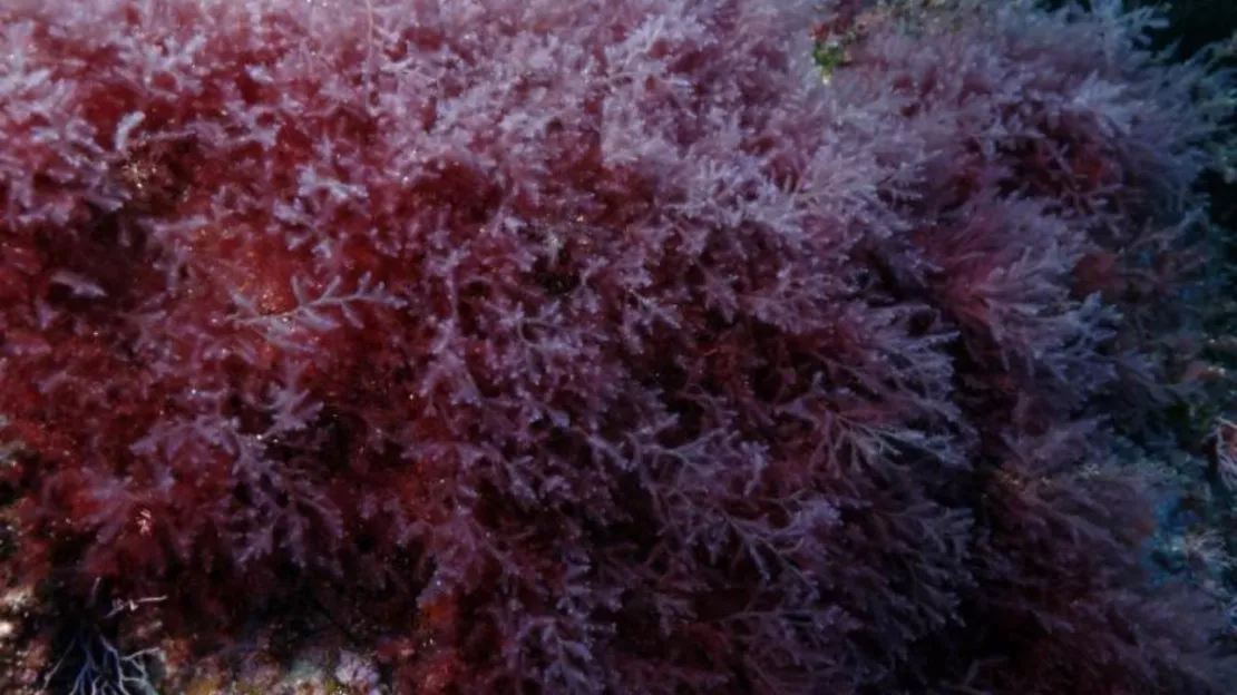 Une algue rouge inquiète en Méditerranée