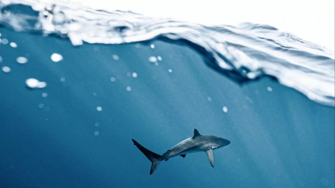 De plus en plus de requins dans la Méditerranée et près des côtes françaises