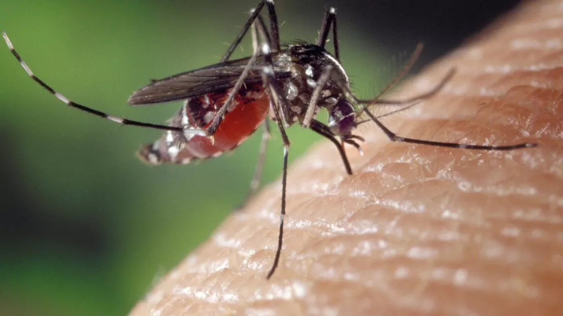 Dengue : un cas autochtone recensé à Saint-Jeannet