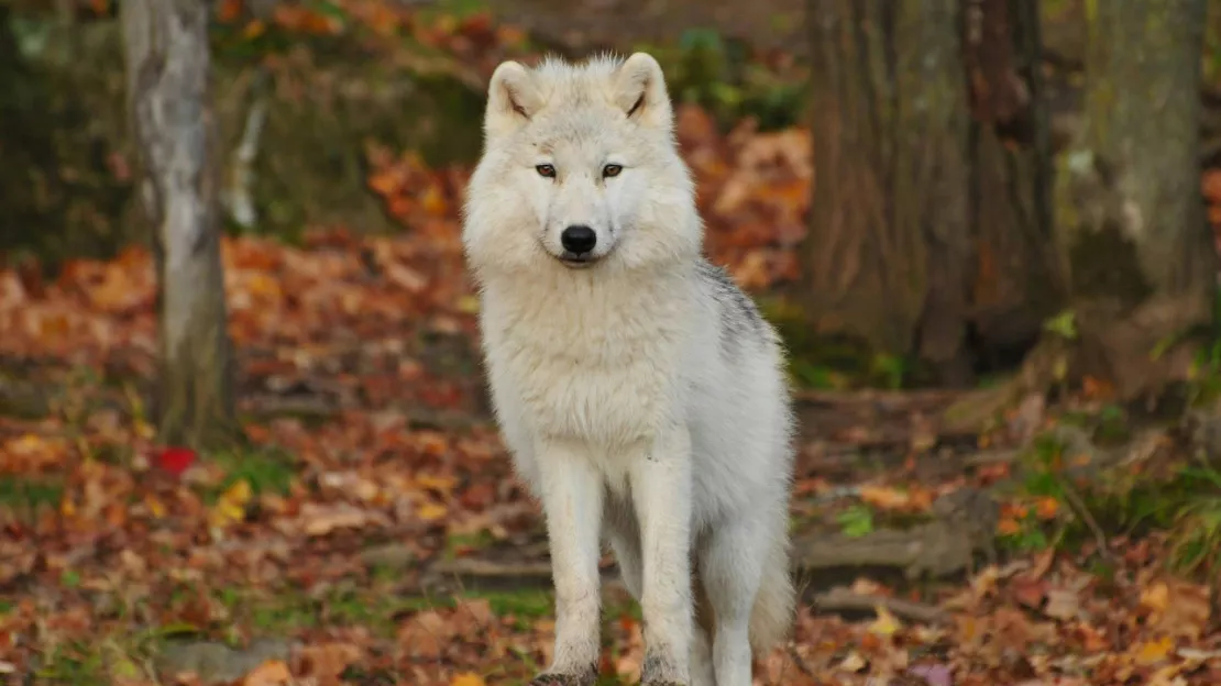 Des attaques de loups dans les Alpes-Maritimes