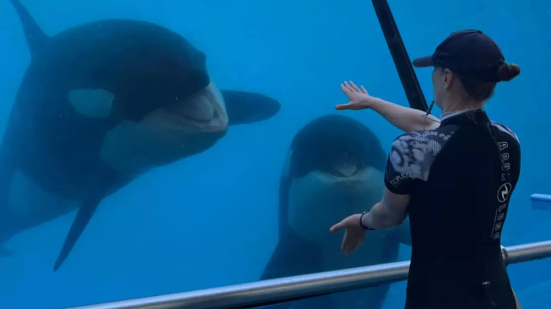 Interdiction des spectacles de cétacés : Marineland va fermer à Antibes !