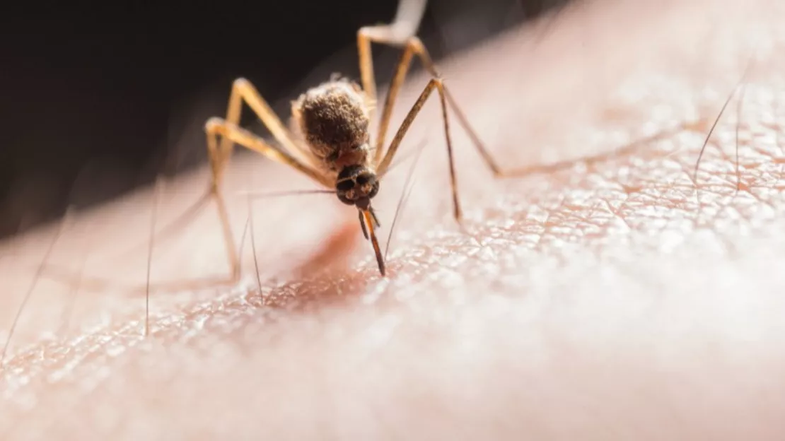 Les moustiques ont-ils des préférences ?