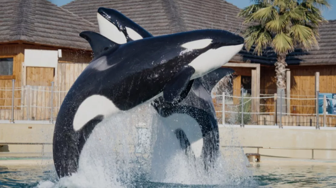 Marineland a fermé : quel avenir pour les salariés et les animaux ?