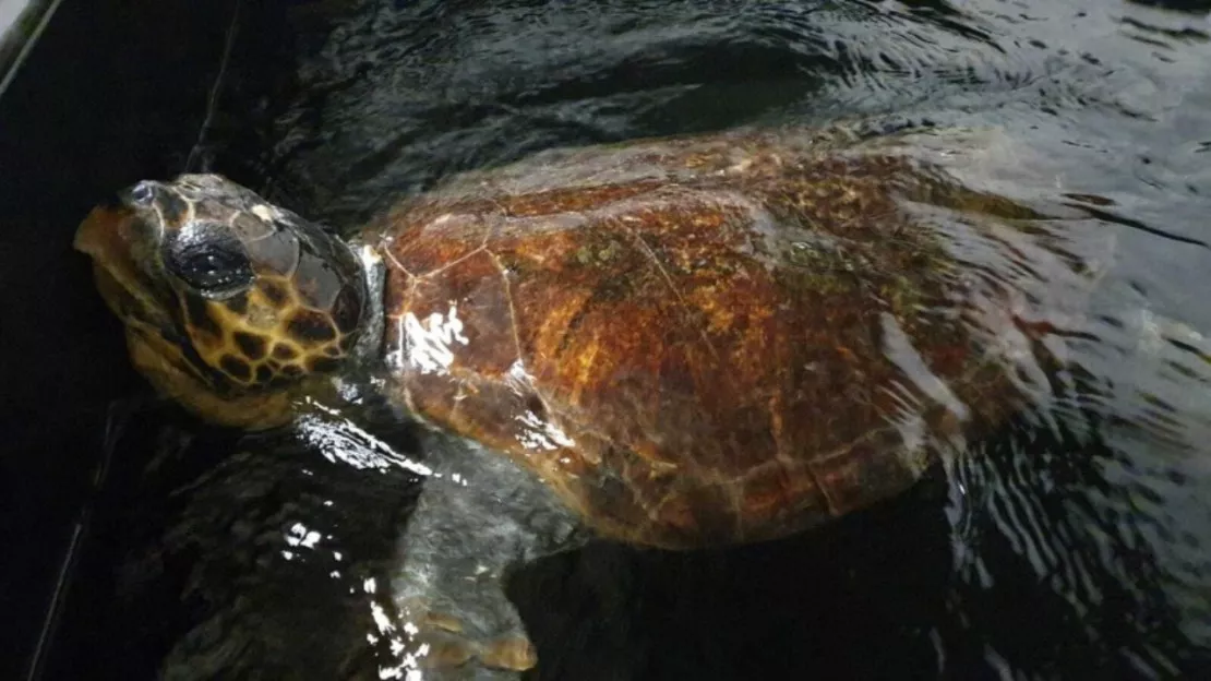 Naya la tortue, soignée et relâchée dans la Méditerranée