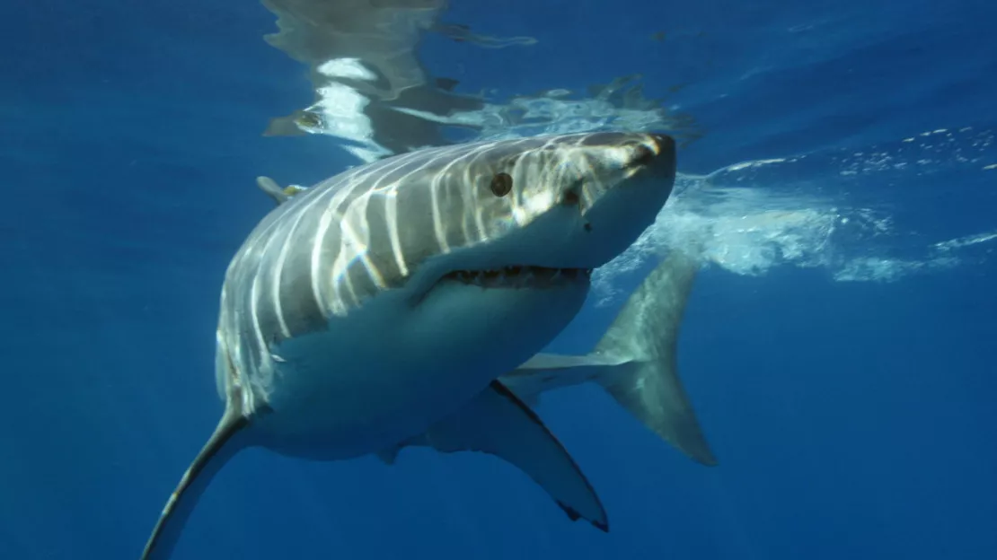Un grand requin blanc observé en Méditerranée