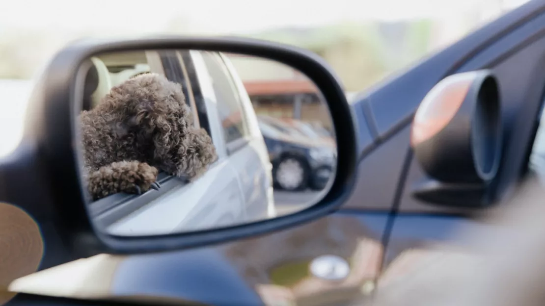 Vague de chaleur : une campagne pour ne pas laisser les animaux dans les voitures