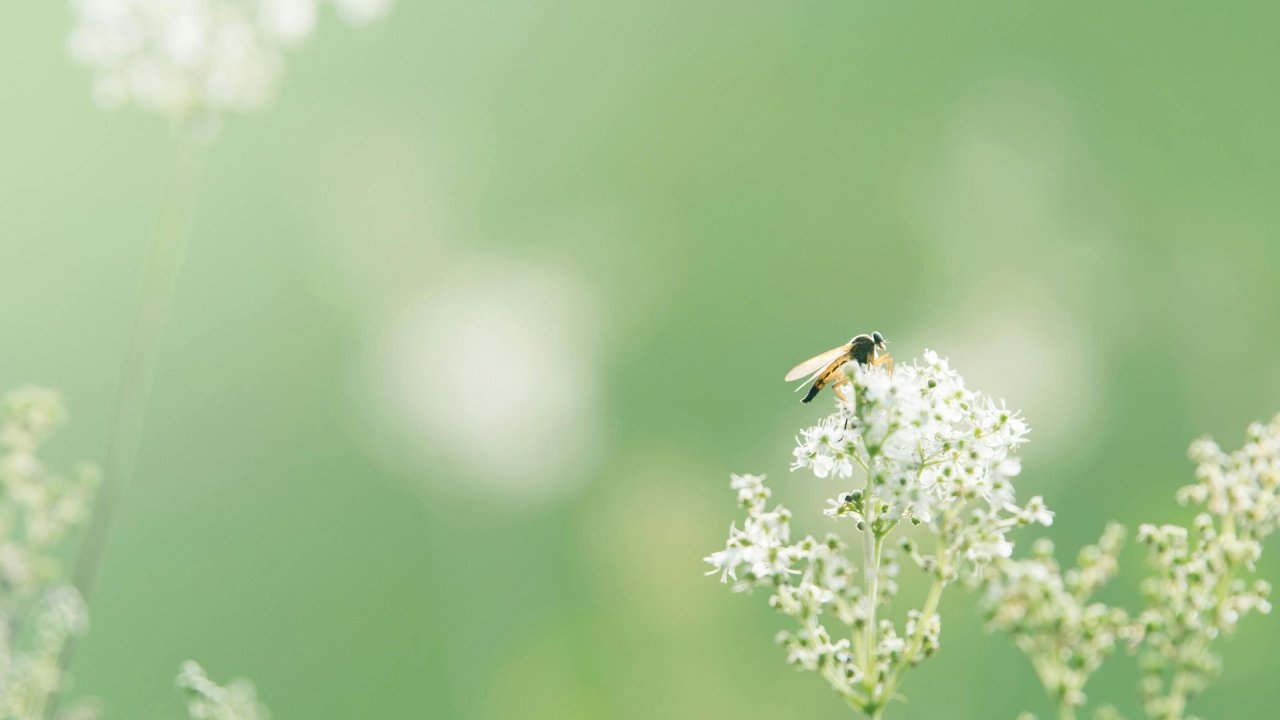 À Nice, premier épisode d’allergies aux pollens : le risque très élevé selon AtmoSud À Nice, premier épisode d’allergies aux pollens : le risque très élevé selon AtmoSud