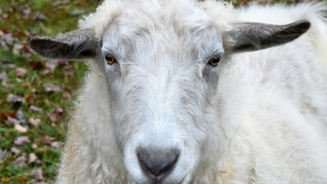 Abattage clandestin à Nice : quatre condamnations