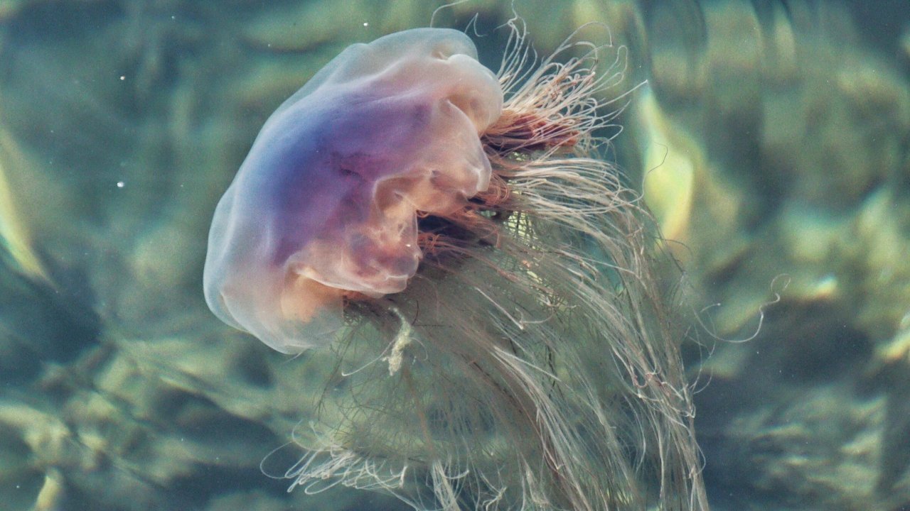 Côte d'Azur : les méduses violettes de retour, attention aux piqûres Côte d'Azur : les méduses violettes de retour, attention aux piqûres