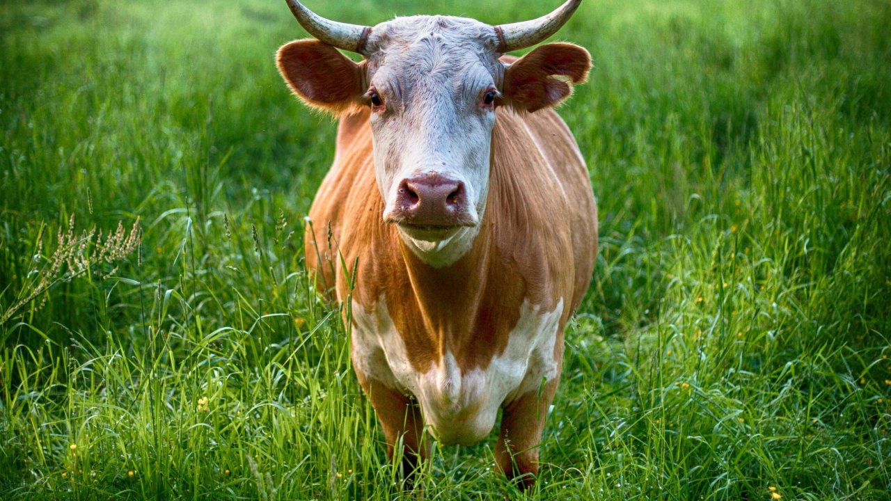 Dermatose nodulaire contagieuse : vigilance renforcée dans les Alpes-Maritimes