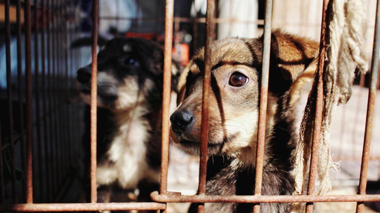 Deux chiens victimes de maltraitance retirés à leur propriétaire à Nice Deux chiens victimes de maltraitance retirés à leur propriétaire à Nice