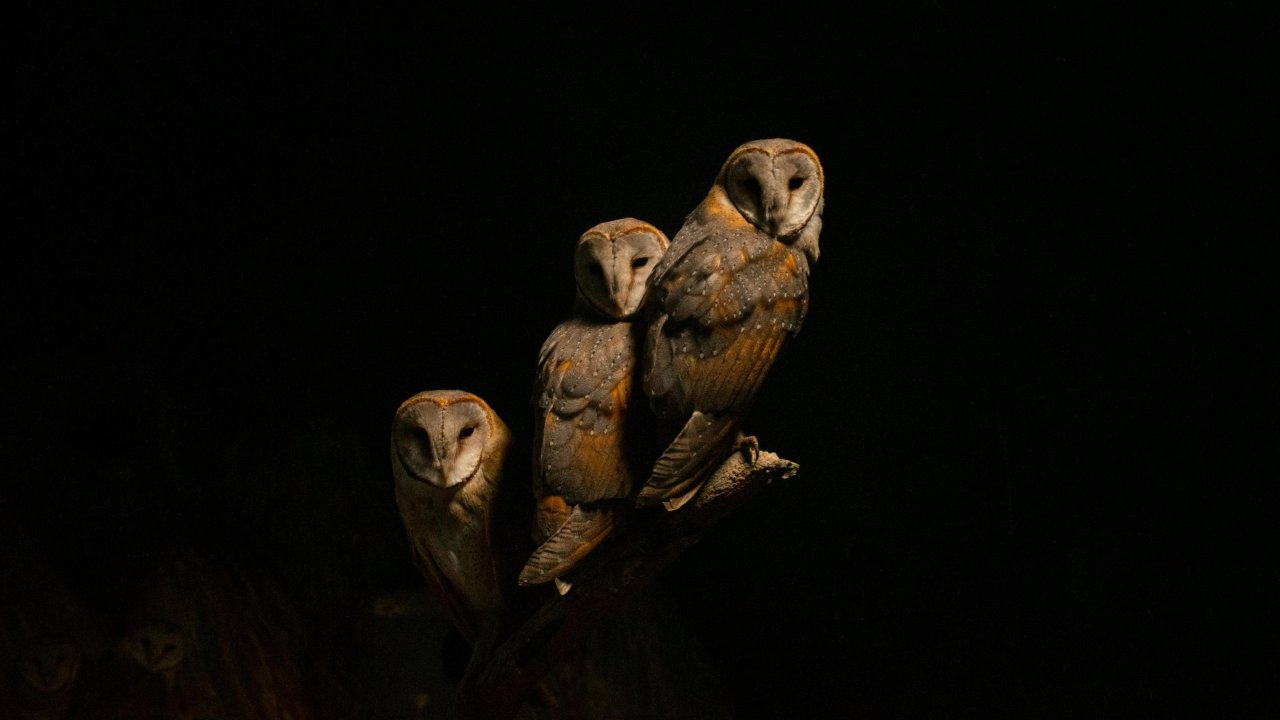 Douze hiboux petit-duc relâchés au col de Vence Douze hiboux petit-duc relâchés au col de Vence