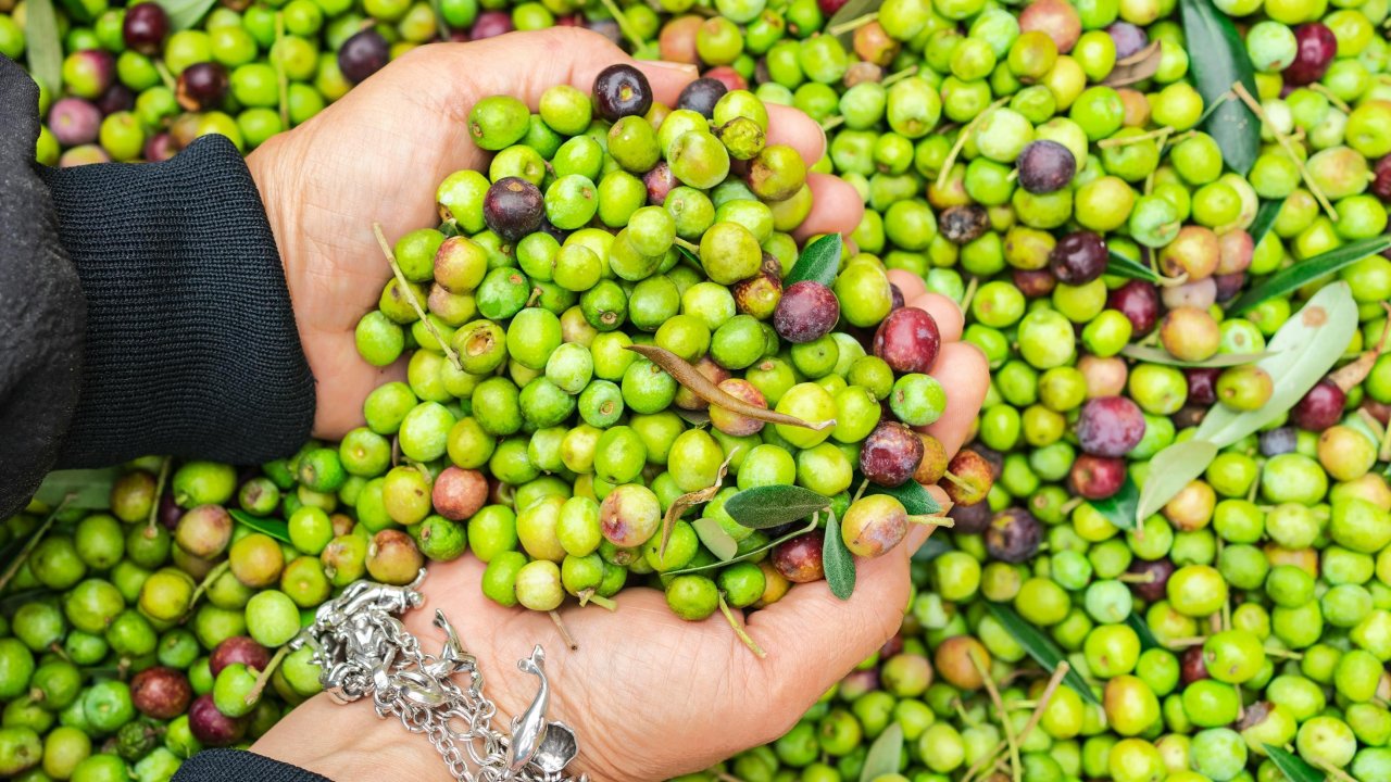 Huiles d&rsquo;olive import&eacute;es : les producteurs de la C&ocirc;te d'Azur en col&egrave;re