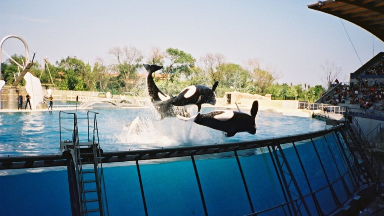 Le gouvernement veut transf&eacute;rer rapidement les orques du Marineland d&rsquo;Antibes