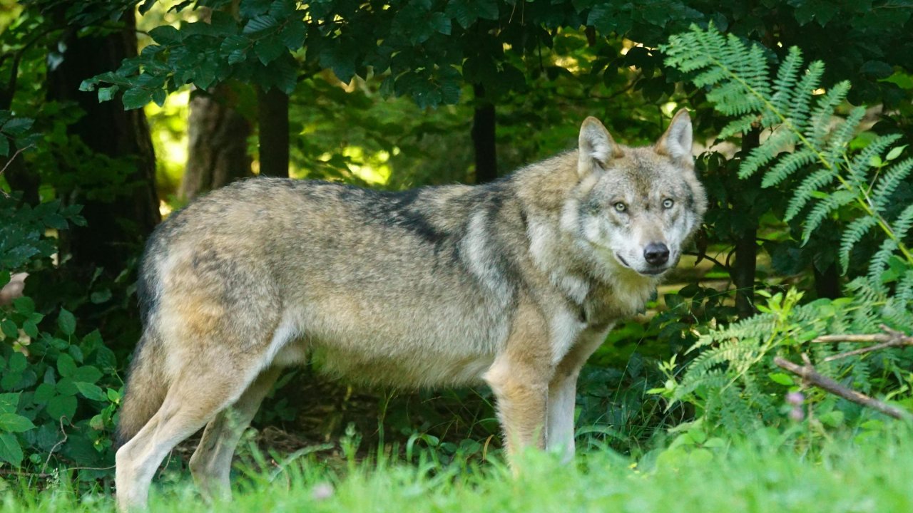 Régulation du loup : la Région Sud salue la décision de l’Union européenne Régulation du loup : la Région Sud salue la décision de l’Union européenne