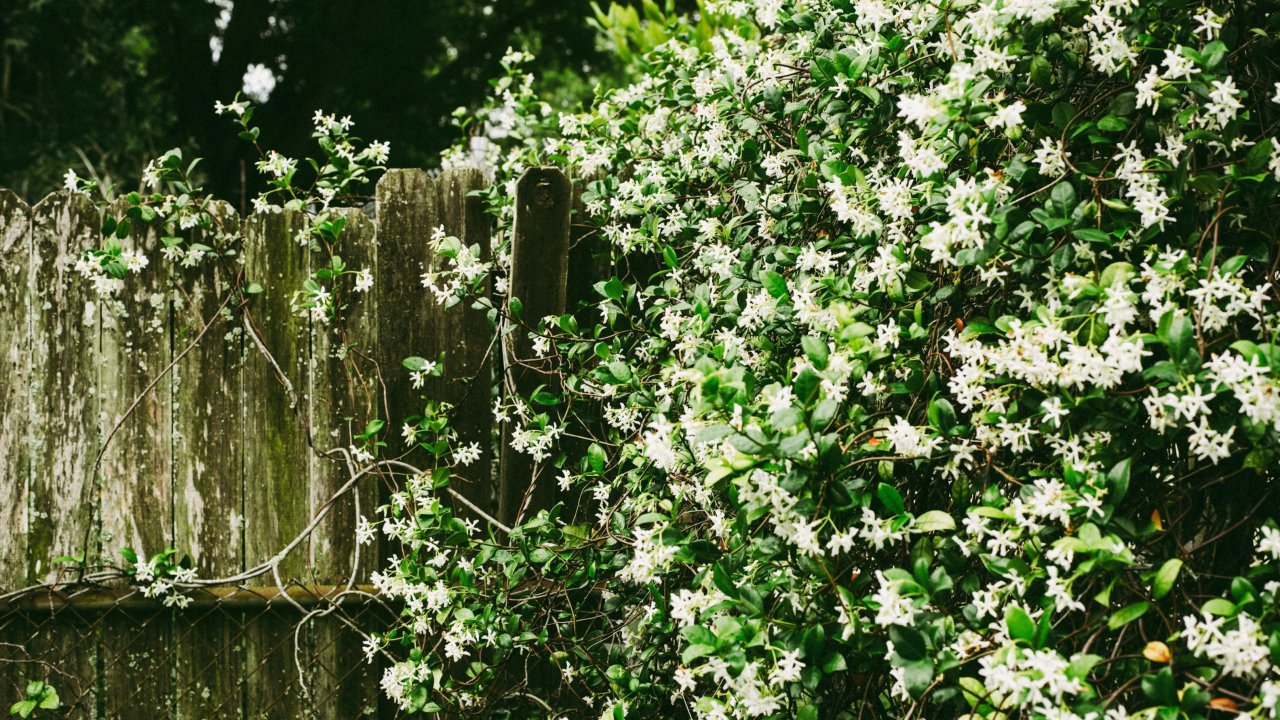 Trois jours de fête parfumée et fleurie pour célébrer le jasmin à Grasse