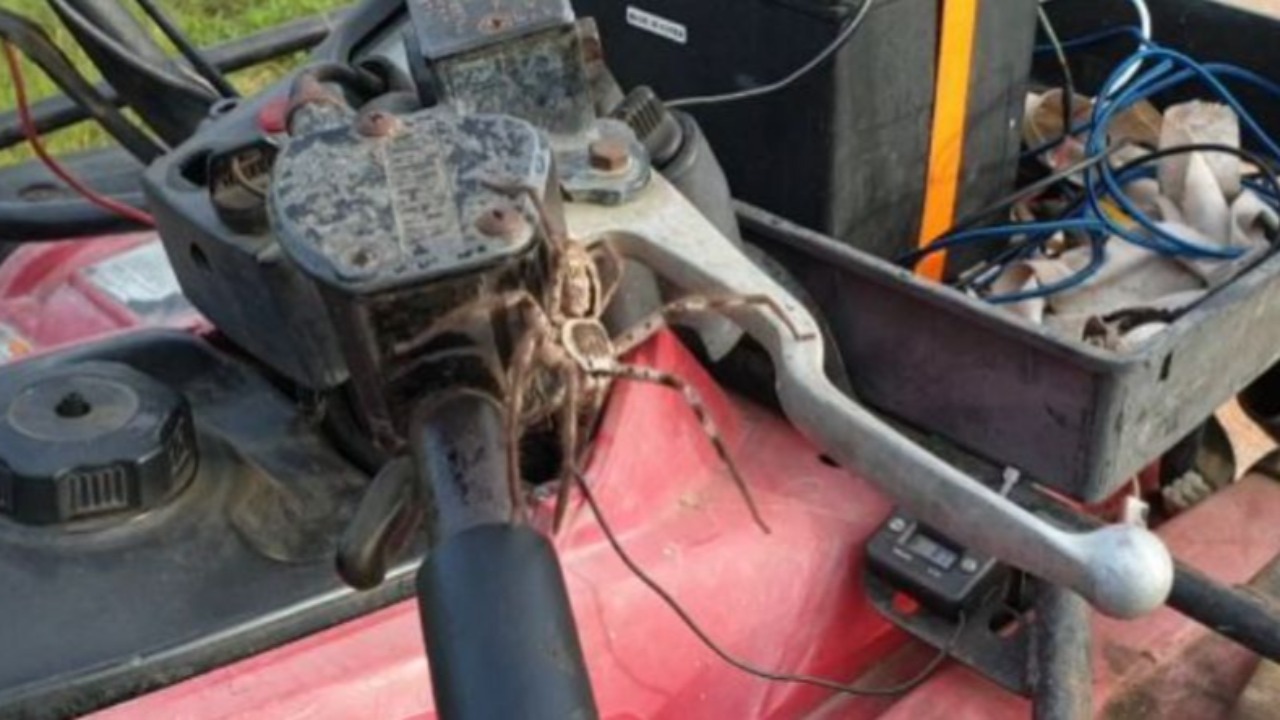 Une énorme araignée saute sur le conducteur d'un quad ! (vidéo) Une énorme araignée saute sur le conducteur d'un quad ! (vidéo)
