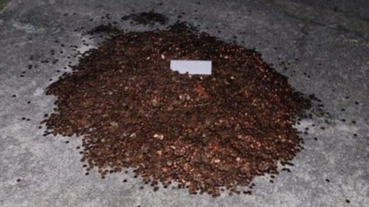 Insolite - Un salarié reçoit son salaire en pièces d'un centime ! (vidéo)