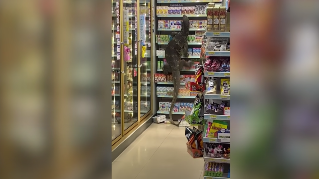 Un énorme Varan s'invite dans un supermarché ! (vidéo) Un énorme Varan s'invite dans un supermarché ! (vidéo)