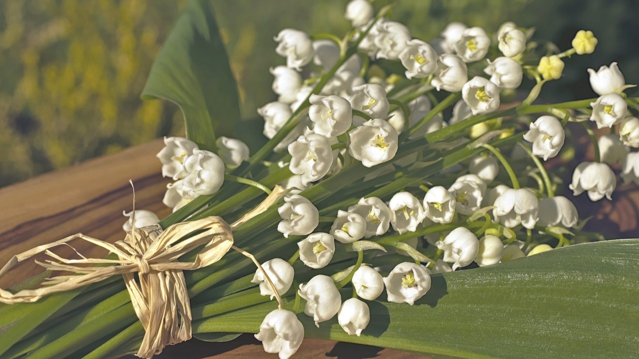Les producteurs de muguet se pr&eacute;parent pour le 1er mai