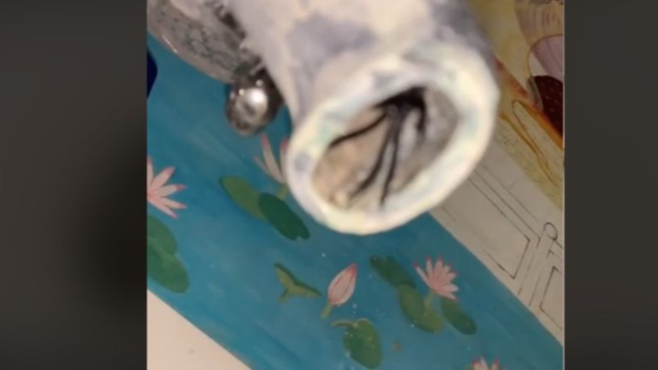 Sur Tik Tok, une femme montre une araignée cachée dans son robinet ! (vidéo) Sur Tik Tok, une femme montre une araignée cachée dans son robinet ! (vidéo)