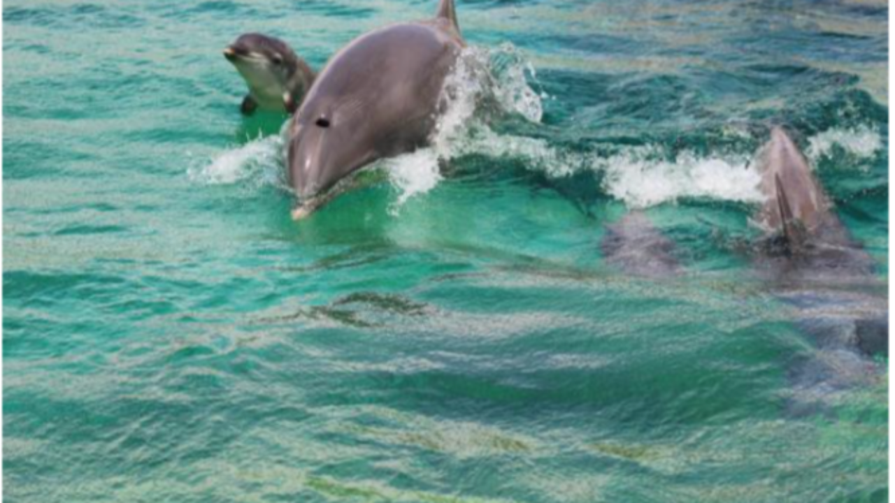 Bientôt la réouverture de Marineland Bientôt la réouverture de Marineland