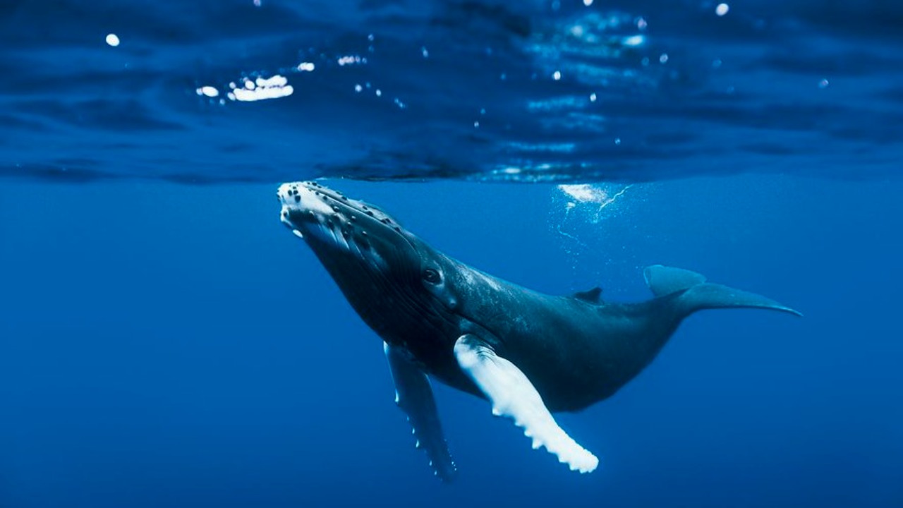 Un homme survit après avoir été avalé par une baleine ! Un homme survit après avoir été avalé par une baleine !