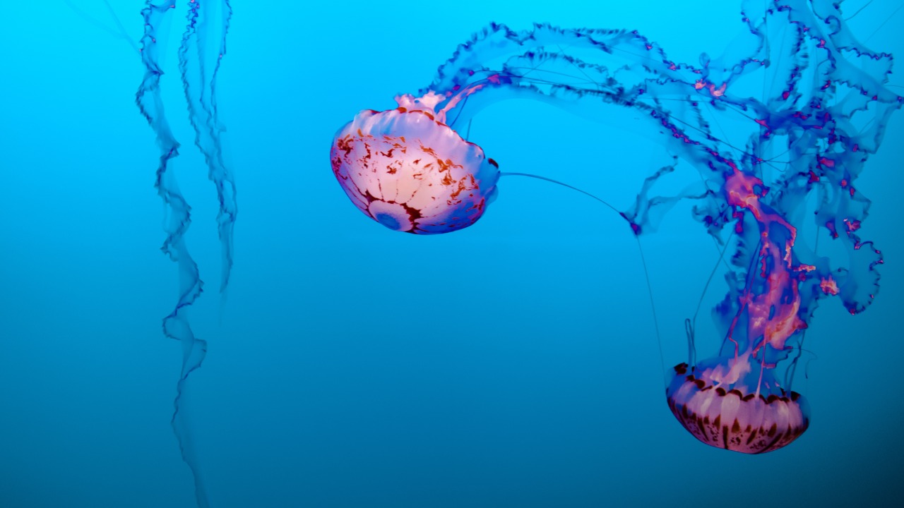 Gare aux m&eacute;duses &agrave; Nice !