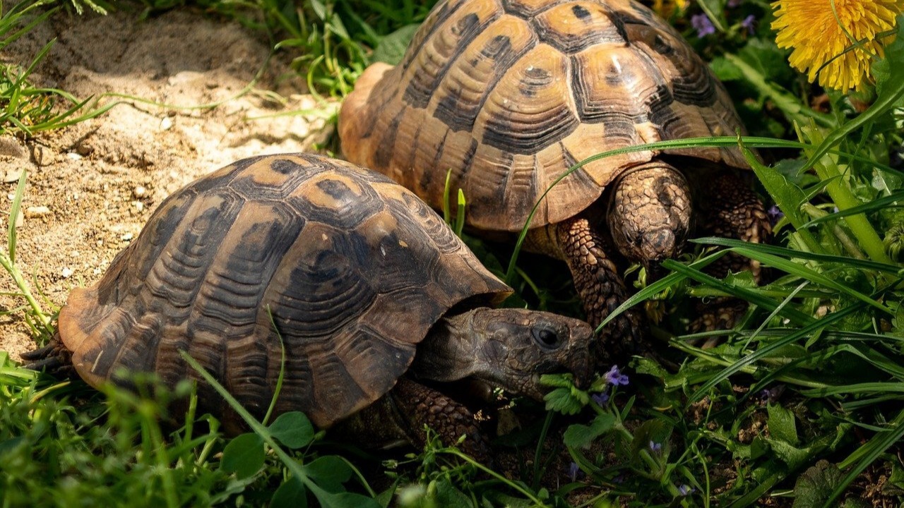 Incendie dans le Var : quelles conséquences pour l’environnement ?