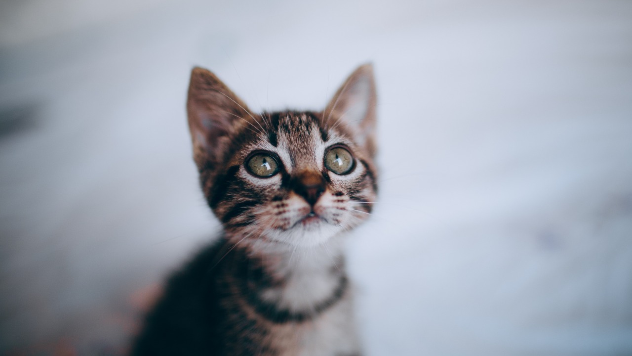 Victime d'un malaise, un homme est sauvé par son chat !