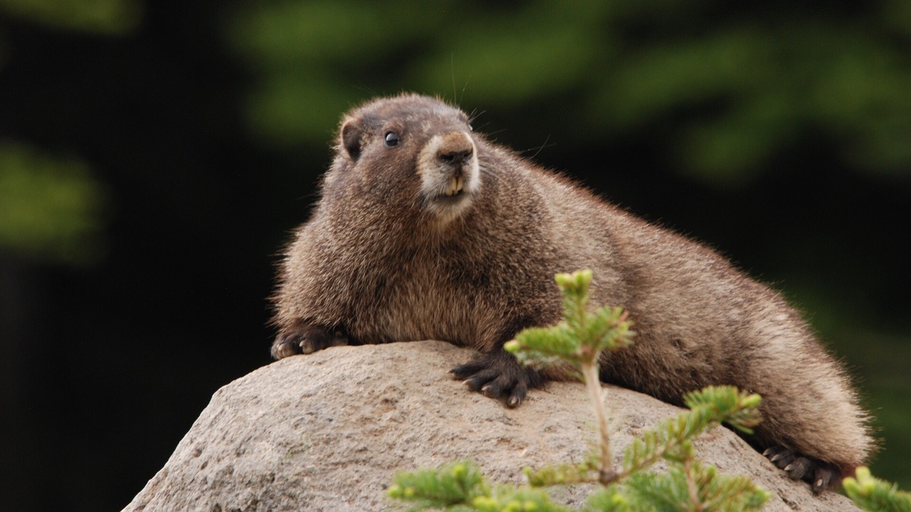 Chasse &agrave; la marmotte : le d&eacute;put&eacute; azur&eacute;en Dombreval rencontre la ministre