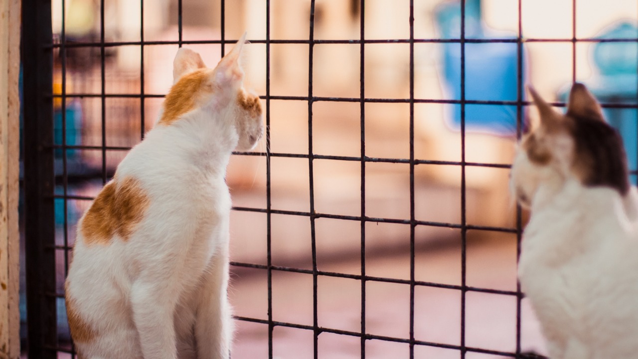 La proposition de loi sur la maltraitance animale fait grincer les associations