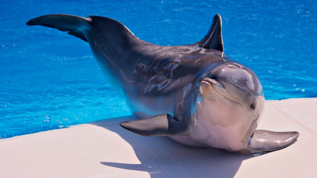 Marineland devra-t-il fermer ses portes d'ici cinq ans ? Marineland devra-t-il fermer ses portes d'ici cinq ans ?