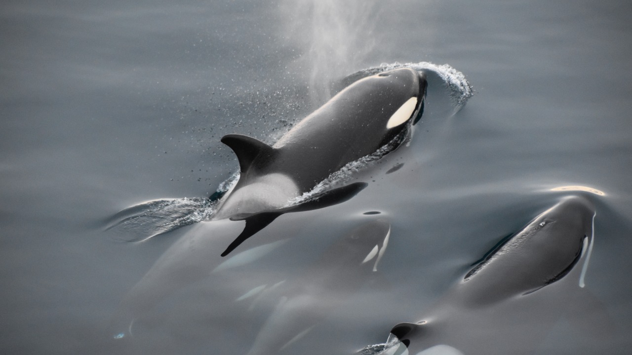 One Voice dépose plainte contre le Marineland d'Antibes One Voice dépose plainte contre le Marineland d'Antibes