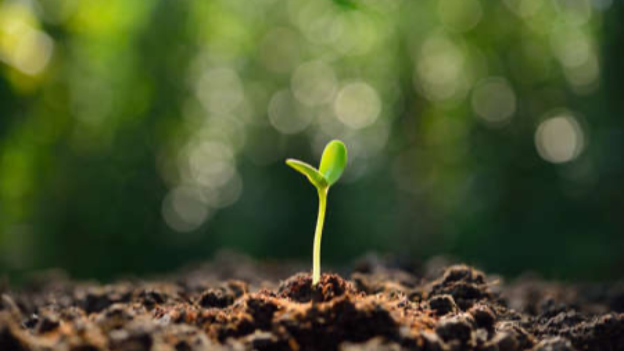 Nice : un peu plus de verdure au parc du Castel des deux Rois