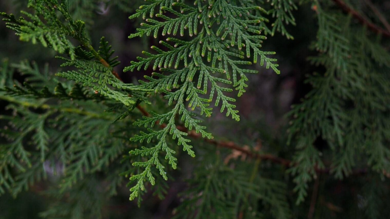 Comment faire pour limiter les allergies ?