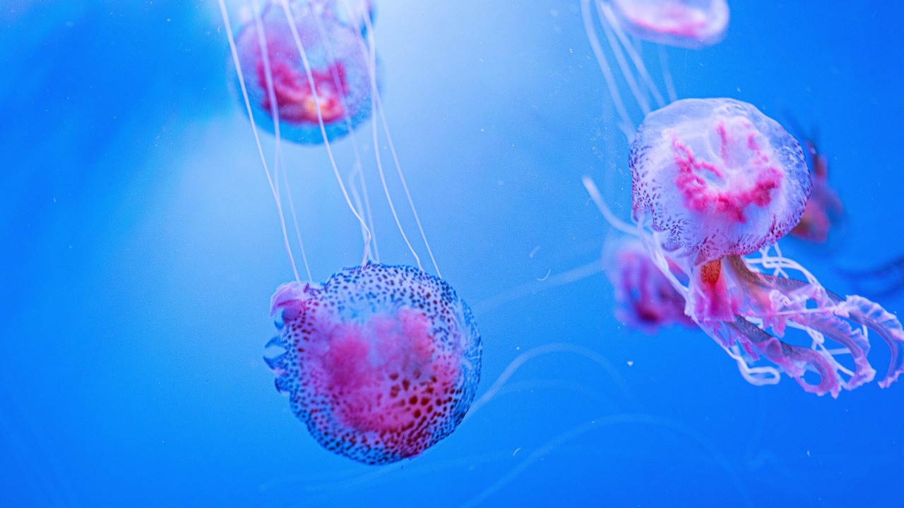 Alerte aux m&eacute;duses sur la C&ocirc;te d'Azur