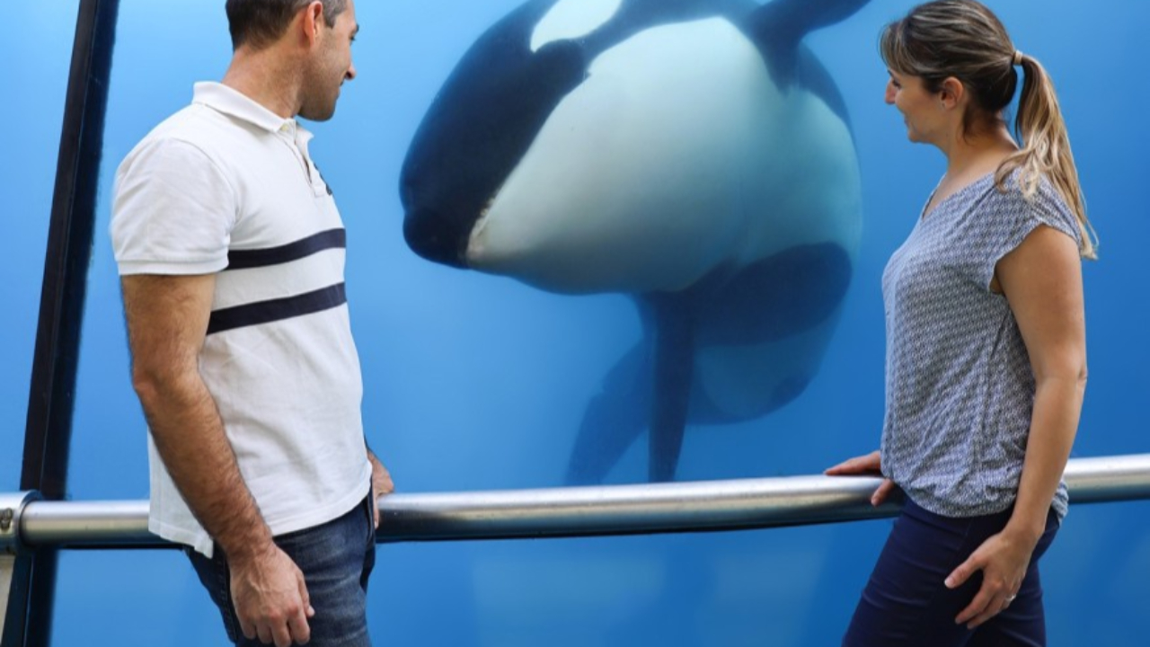 Antibes : le gouvernement surveille l'état de santé des orques au parc Marineland Antibes : le gouvernement surveille l'état de santé des orques au parc Marineland