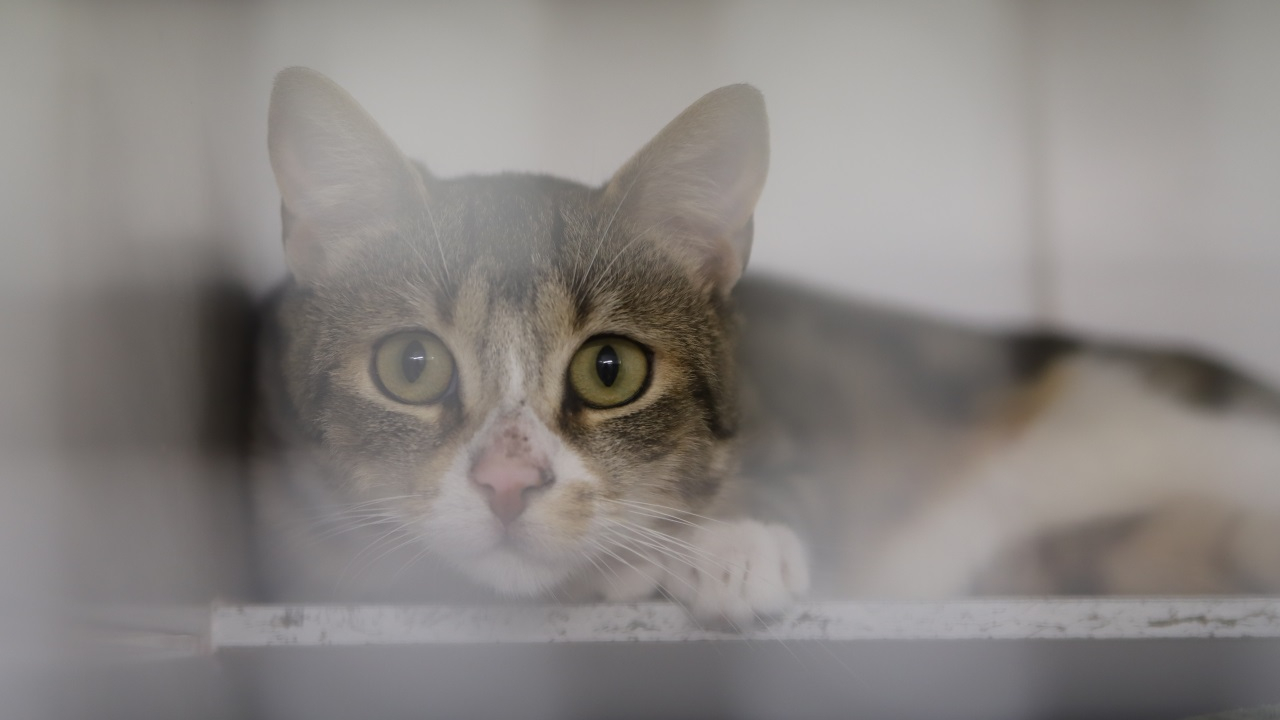 &ldquo;C&rsquo;est ma famille&rdquo; : condamn&eacute;e, elle vivait avec une cinquantaine de chats, et 28 autres morts dans son cong&eacute;lateur