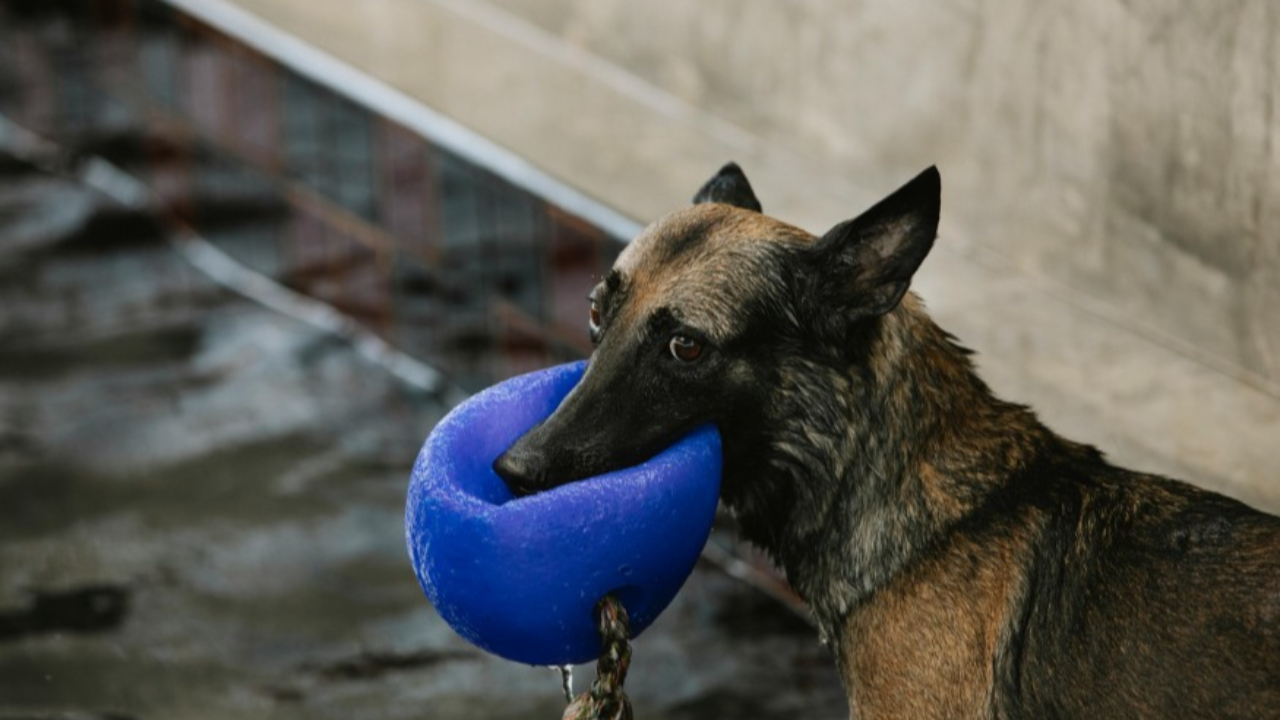 Cannes dit STOP &agrave; l'abandon d'animaux