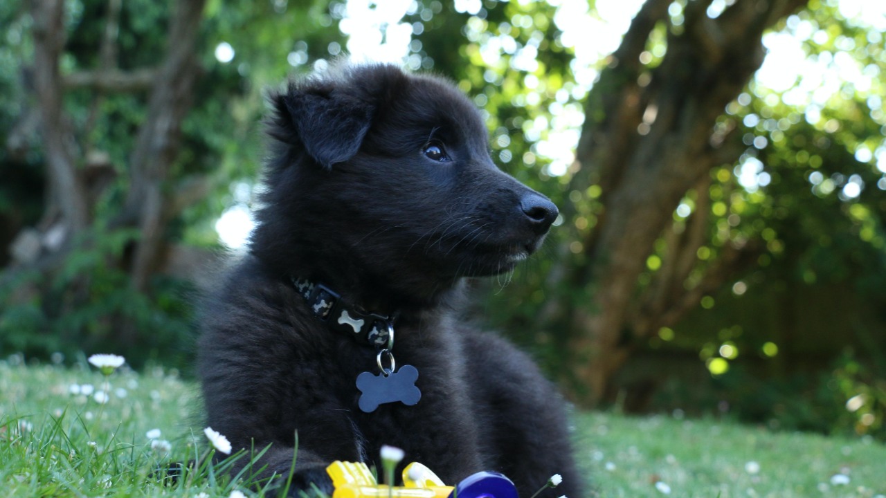 Comment rafraichir son animal pendant l'été ?